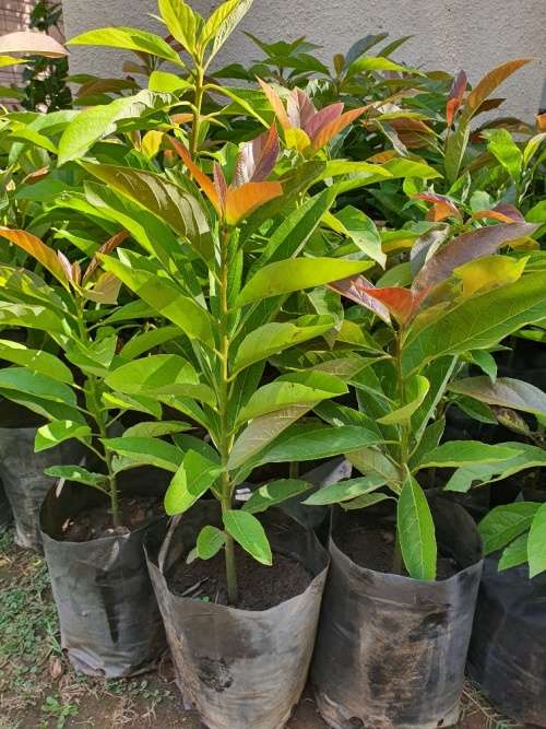 Butter Avocado Trees