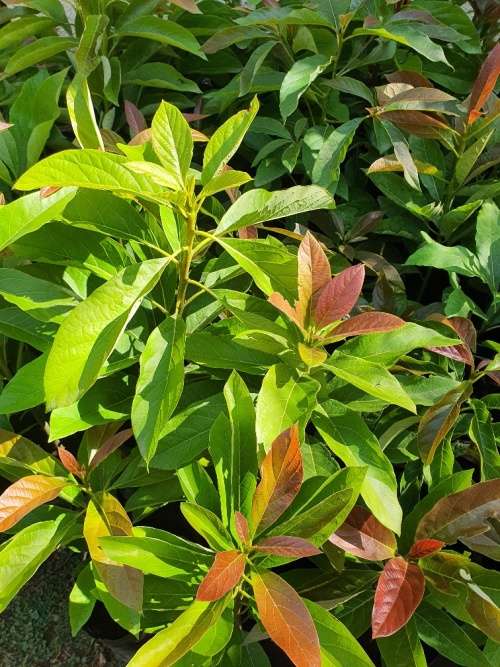 Butter Avocado Trees