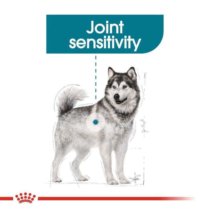 Royal Canin Maxi Joint Care 10kg