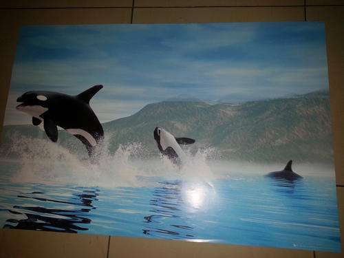 KILLER WHALE BLISS. GB EYE POSTER.