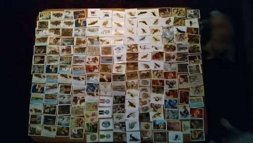 Huge collection of rare vintage cigarette cards High value very collectable!