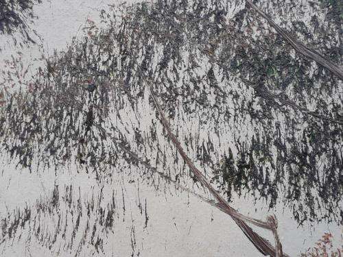 CANT MAKE OUT ARTIST NAME !! STUNNING HUGE STILL LIFE!!!!!!!!!!!!!!!!!!!!!!!!! PAINTING NAME TAMMY?