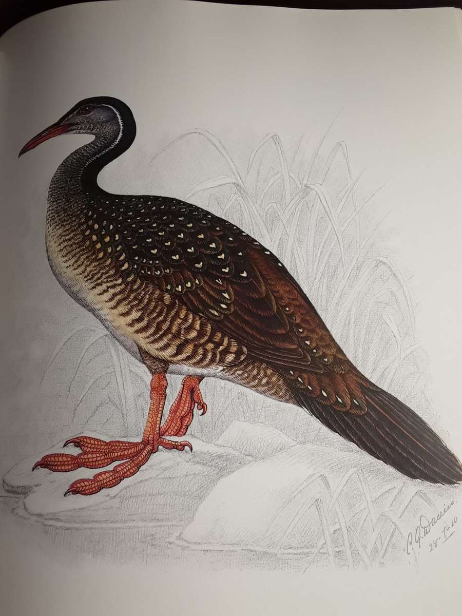 The  Bird Paintings of  C.G. Finch-Davies