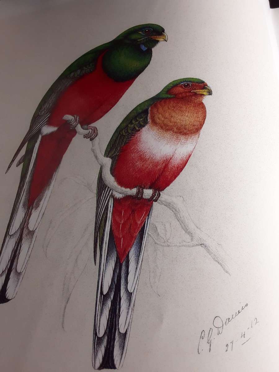 The  Bird Paintings of  C.G. Finch-Davies