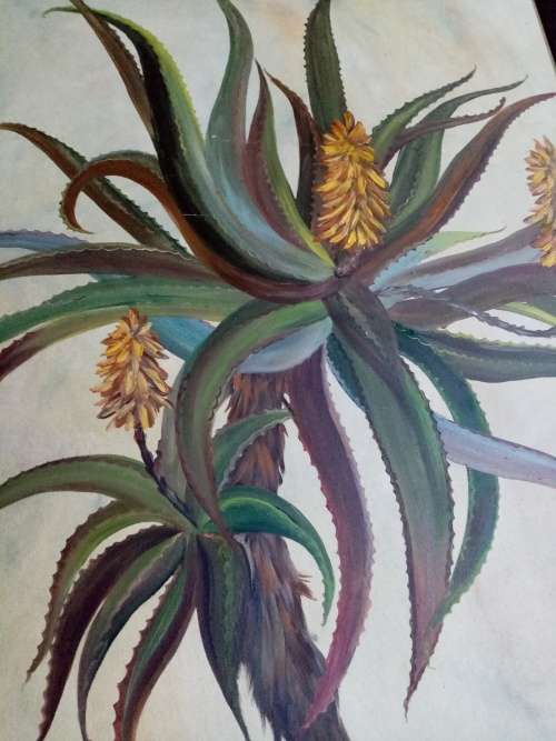 BEAUTIFUL LARGE ALOE PAINTING *** COLLECTION ONLY ***