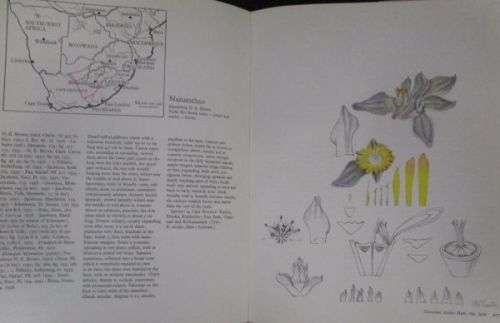 THE GENERA OF THE MESEMBRYANTHEMACEAE By H Here