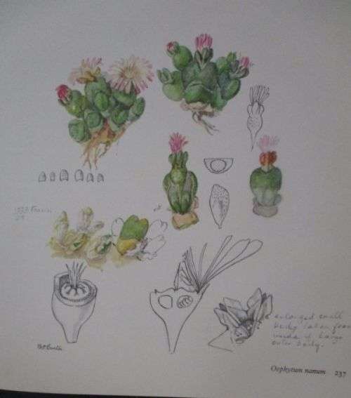 THE GENERA OF THE MESEMBRYANTHEMACEAE By H Here