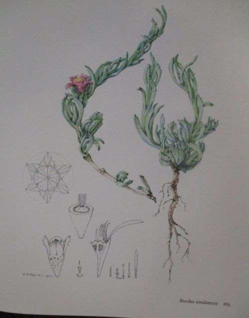 THE GENERA OF THE MESEMBRYANTHEMACEAE By H Here