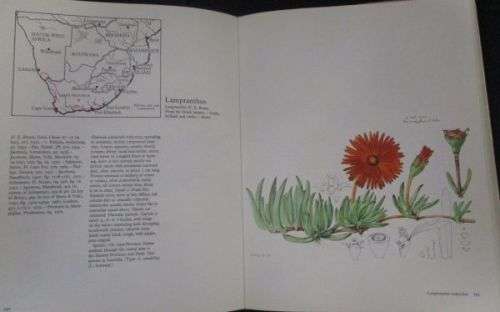 THE GENERA OF THE MESEMBRYANTHEMACEAE By H Here