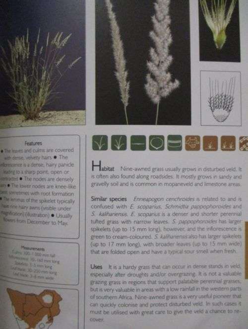 GUIDE TO GRASSES OF SOUTHERN AFRICA By Eben  Van Wyk & others