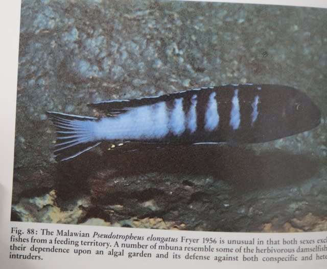 THE CHICHLID AQUARIUM By Dr P V Loiselle