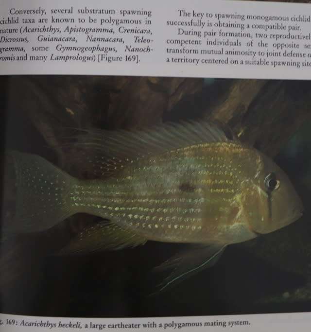 THE CHICHLID AQUARIUM By Dr P V Loiselle