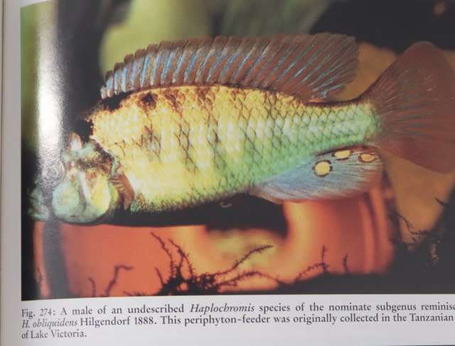 THE CHICHLID AQUARIUM By Dr P V Loiselle