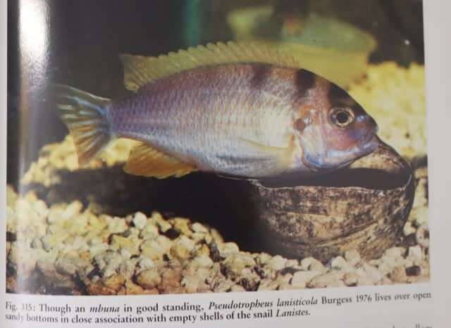 THE CHICHLID AQUARIUM By Dr P V Loiselle