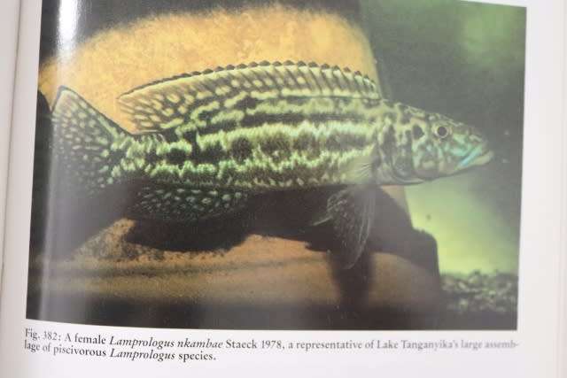 THE CHICHLID AQUARIUM By Dr P V Loiselle