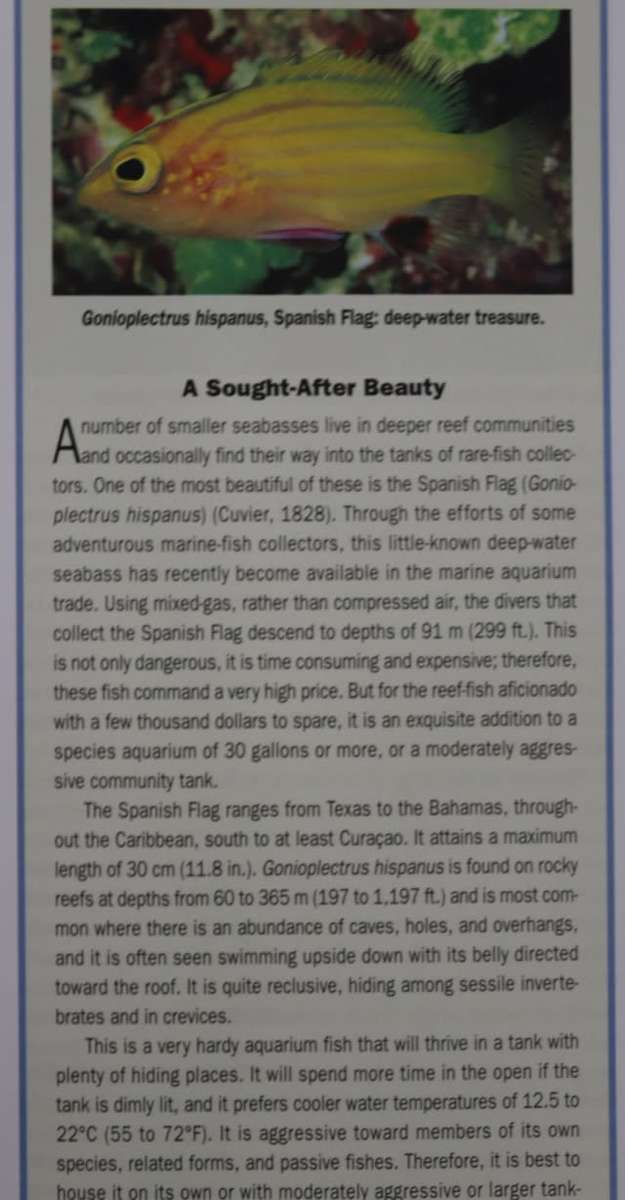 BASSLETS, DOTTYBACKS AND HAWKFISHES.   By Scott W Michael