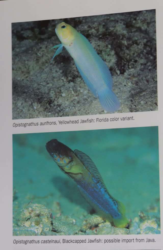 BASSLETS, DOTTYBACKS AND HAWKFISHES.   By Scott W Michael