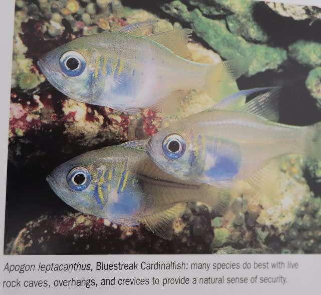 BASSLETS, DOTTYBACKS AND HAWKFISHES.   By Scott W Michael