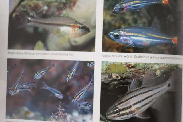 BASSLETS, DOTTYBACKS AND HAWKFISHES.   By Scott W Michael