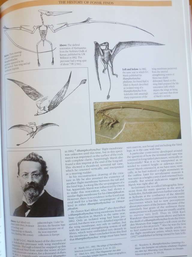 PTEROSAURS