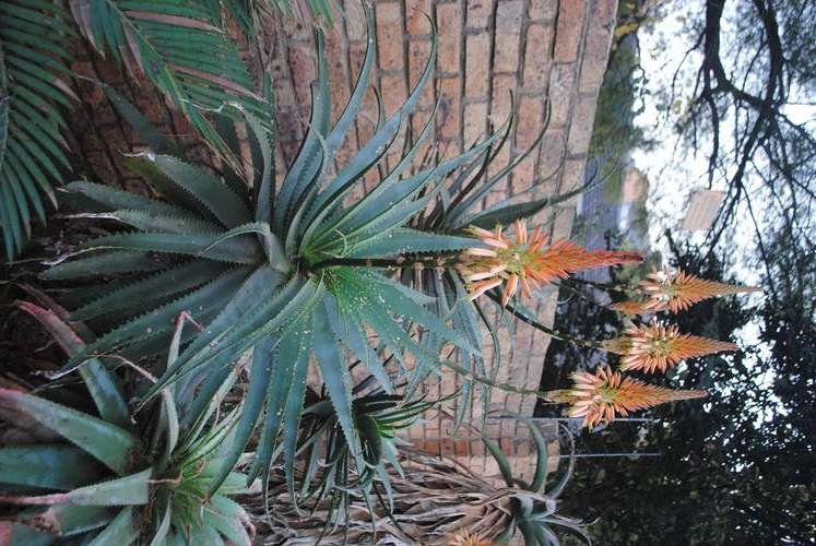 Aloe pluridens x arborescens