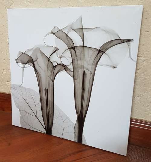 Canvas Prints x3 Black and White Flowers