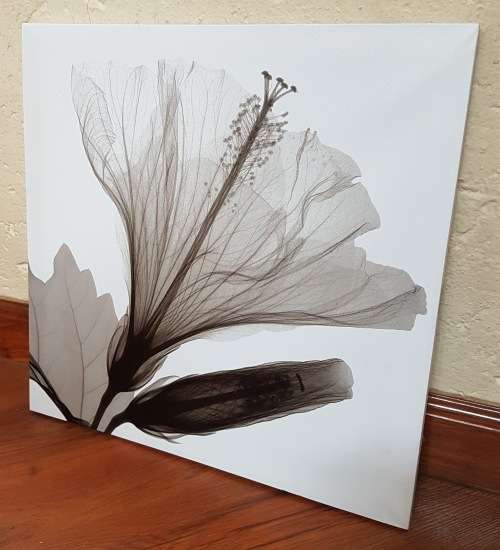 Canvas Prints x3 Black and White Flowers
