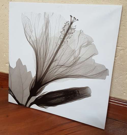 Canvas Prints x3 Black and White Flowers