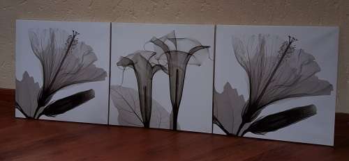 Canvas Prints x3 Black and White Flowers