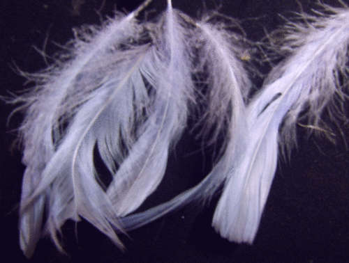 Dusky Blue Feathers - Pack of 20.