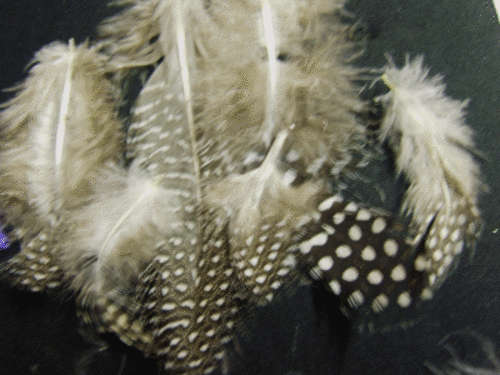 Natural Feathers - Pack of 20.