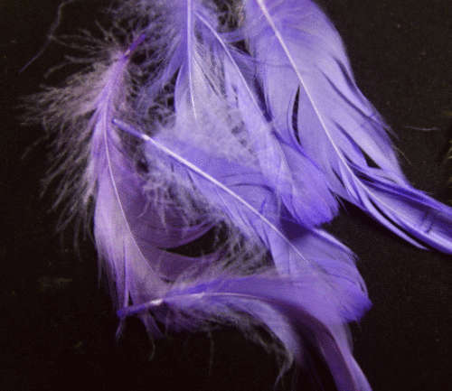 Bright Purple Feathers - Pack of 20.