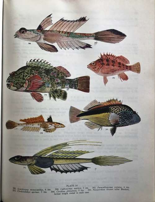 The Sea Fishes of Southern Africa by Professor J.L.B. Smith