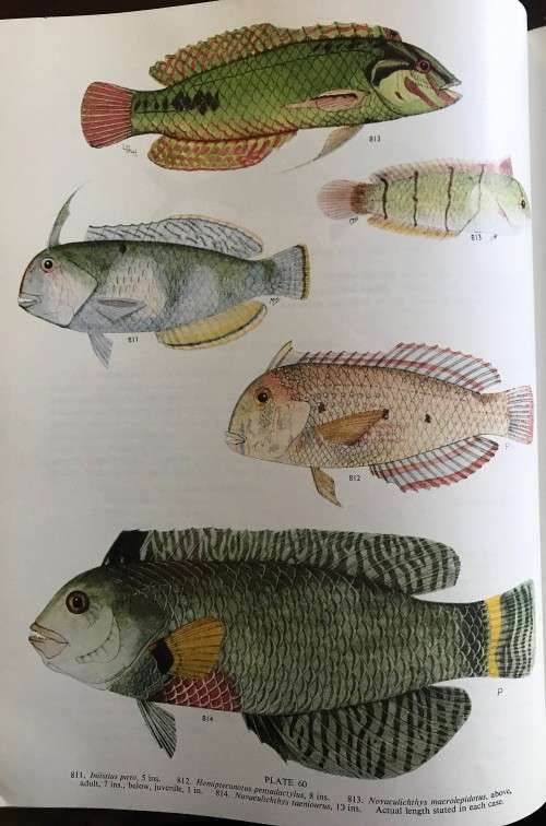 The Sea Fishes of Southern Africa by Professor J.L.B. Smith
