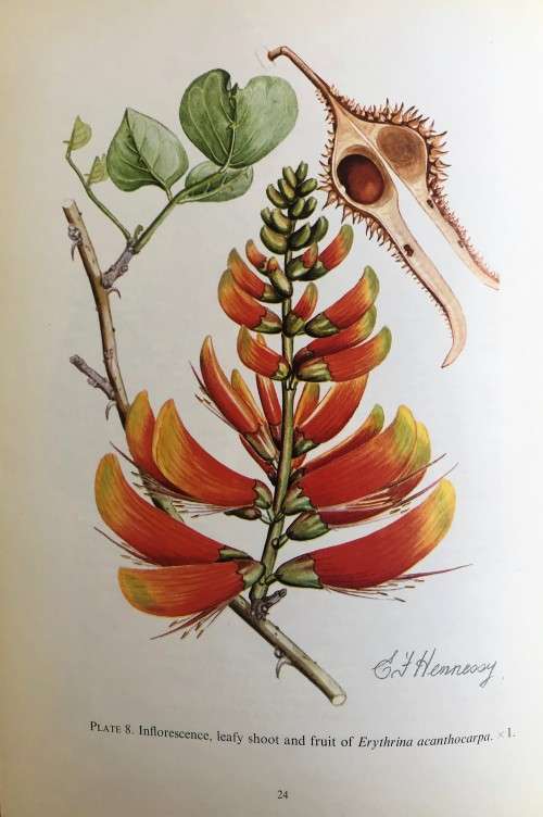 South African Erythrinas by Esme Franklin Hennessy