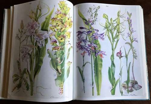 Wild Flowers of the Eastern Cape Province by A. Batten and H. Bokelmann