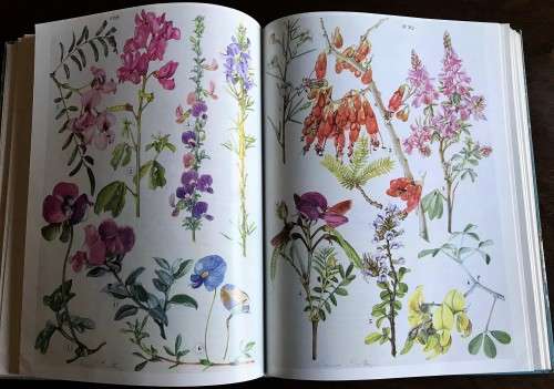 Wild Flowers of the Eastern Cape Province by A. Batten and H. Bokelmann