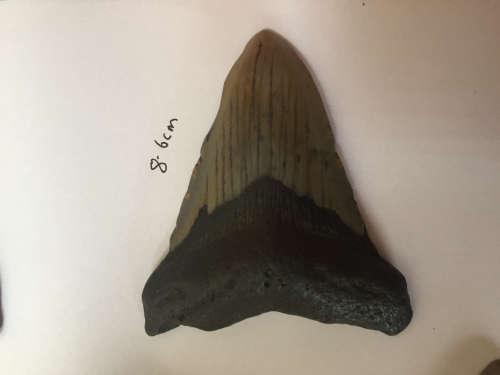 Rare fossil Megalodon Shark tooth  -  15.9  million years old - 8.6cm - Dinosaur