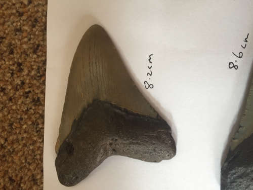 Rare fossil Megalodon Shark tooth  -  15.9  million years old - 8.2cm - Dinosaur