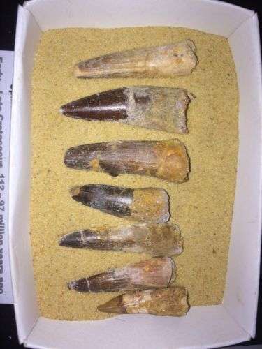 Spinosaurus Fossil Tooth - Dinosaur - Morocco - Spinosaur - 100-75 million years old
