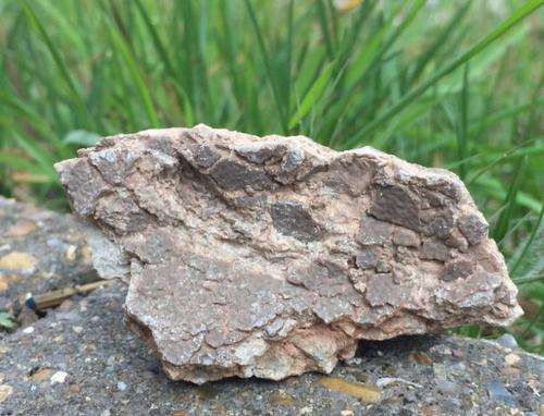Rare fossil dinosaur egg fragment (Titanosaurs) 68 million years old