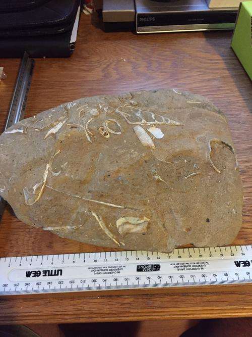 Rare fossil sea bed with fossils in it  68 million years old