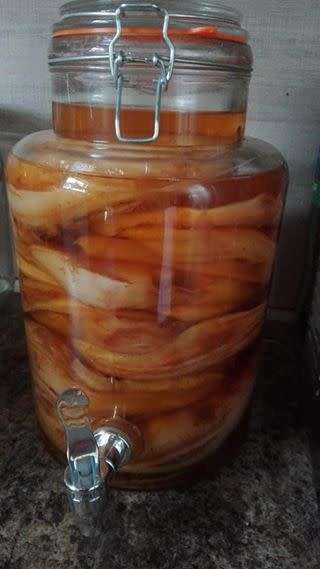 Healthy Scoby to brew your own Kombucha!