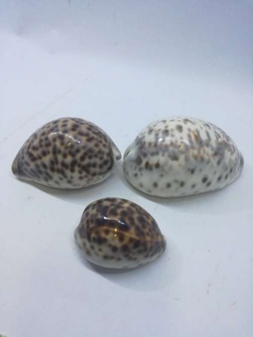 Cowry shells