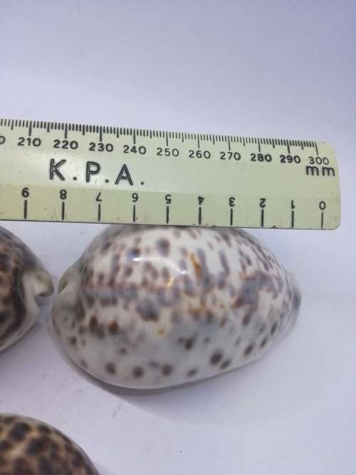 Cowry shells