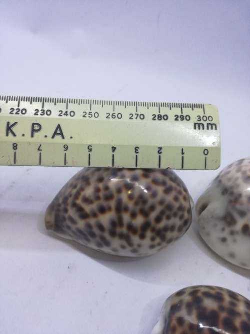 Cowry shells