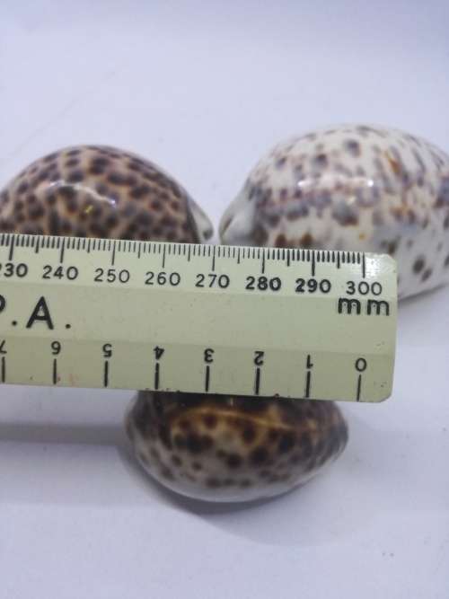 Cowry shells
