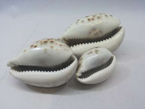 Cowry shells