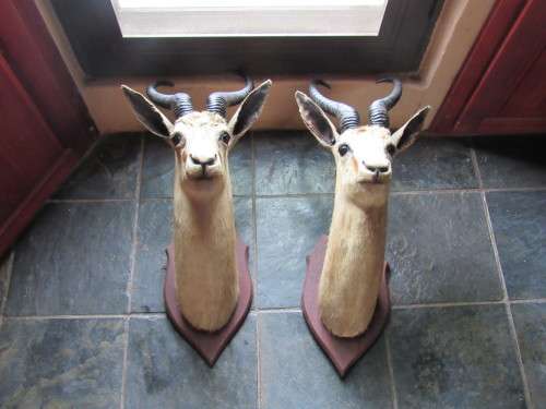 Mounted Springbok head trophy