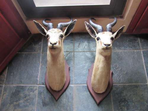 Mounted Springbok head trophy